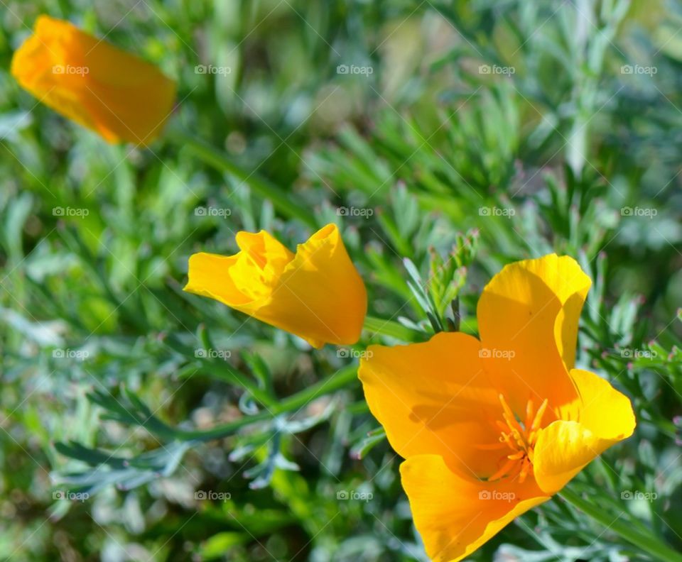 California Poppies