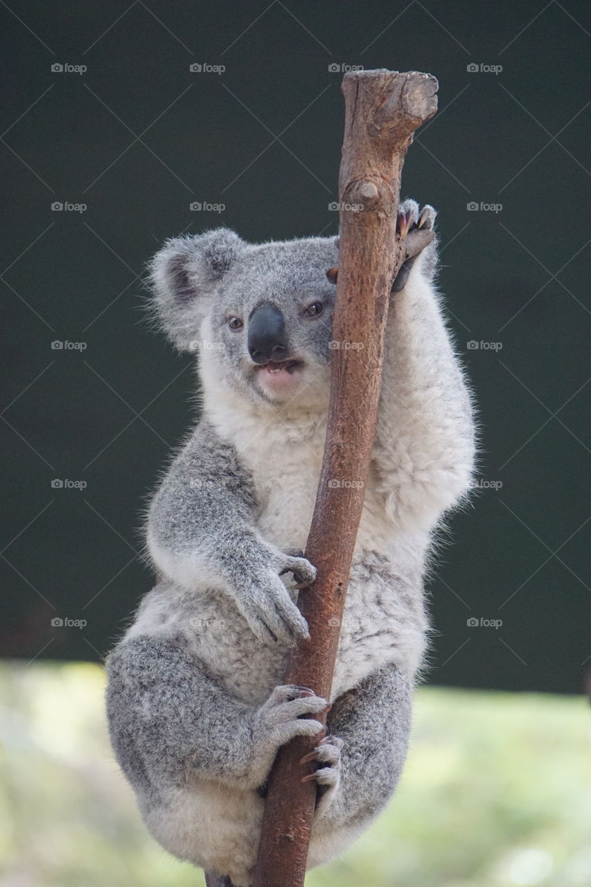 Koala