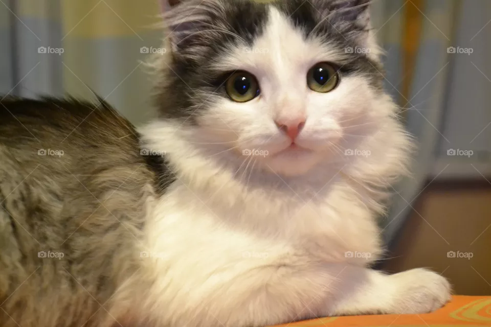 cat