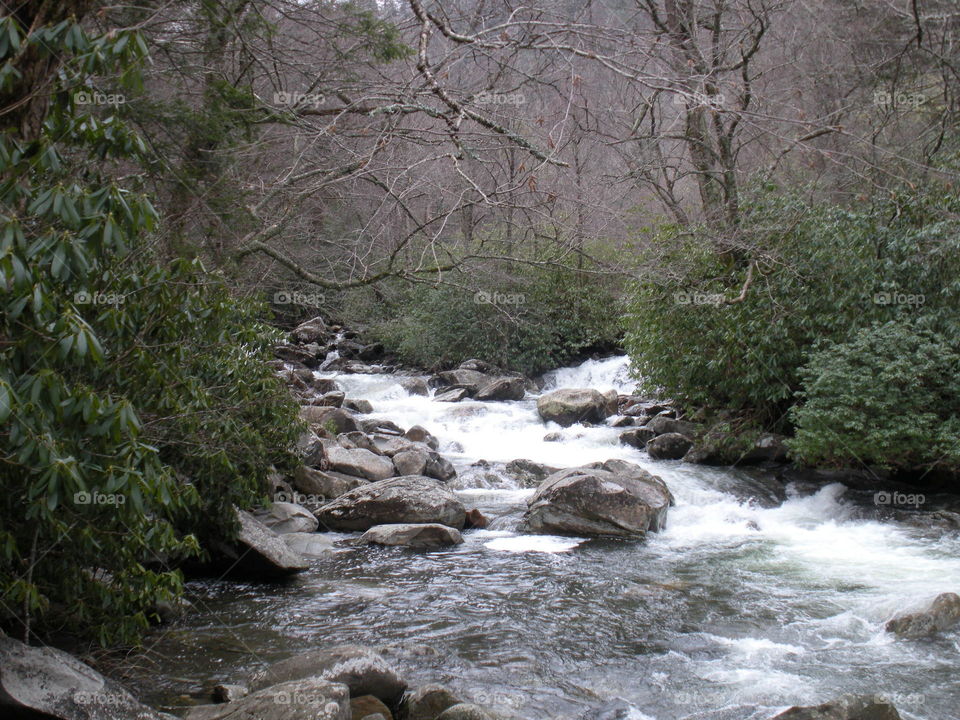 Rapid river in forest