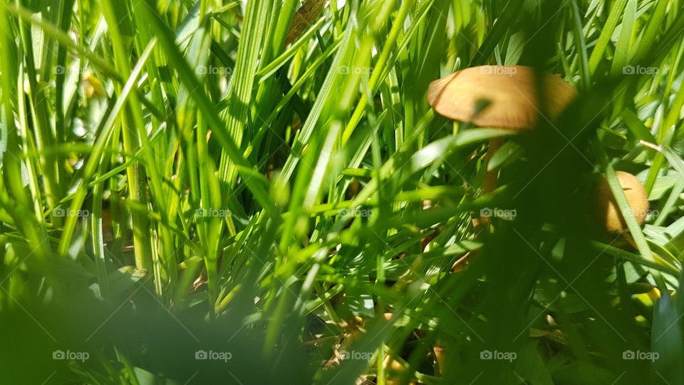 hidden mushrooms in the grass