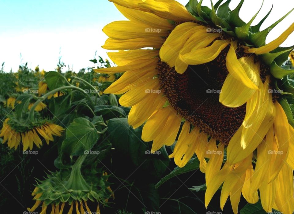 Sunflower field, close-up