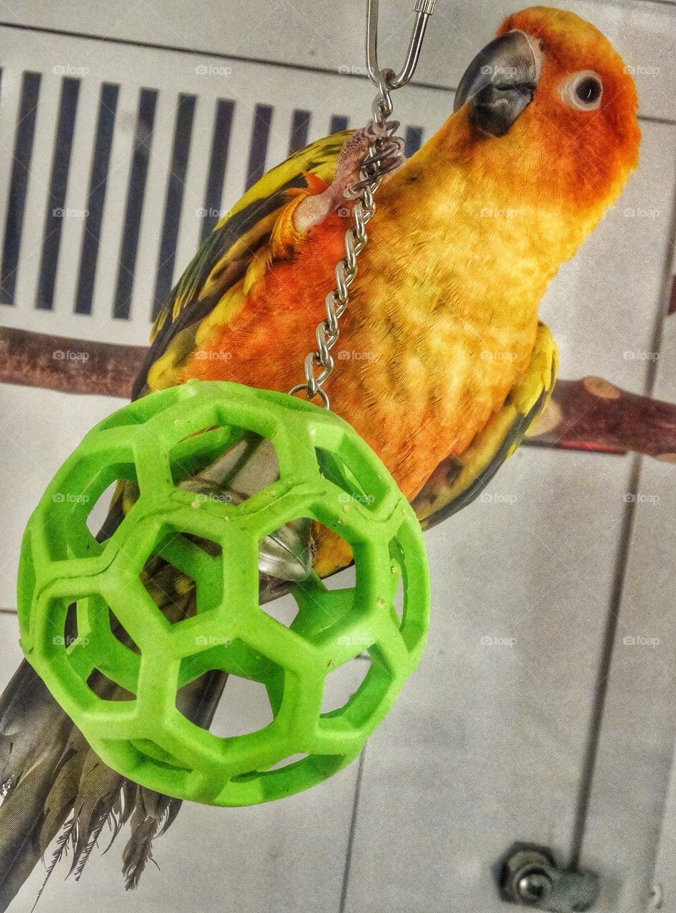 Conure Playing With A Toy


