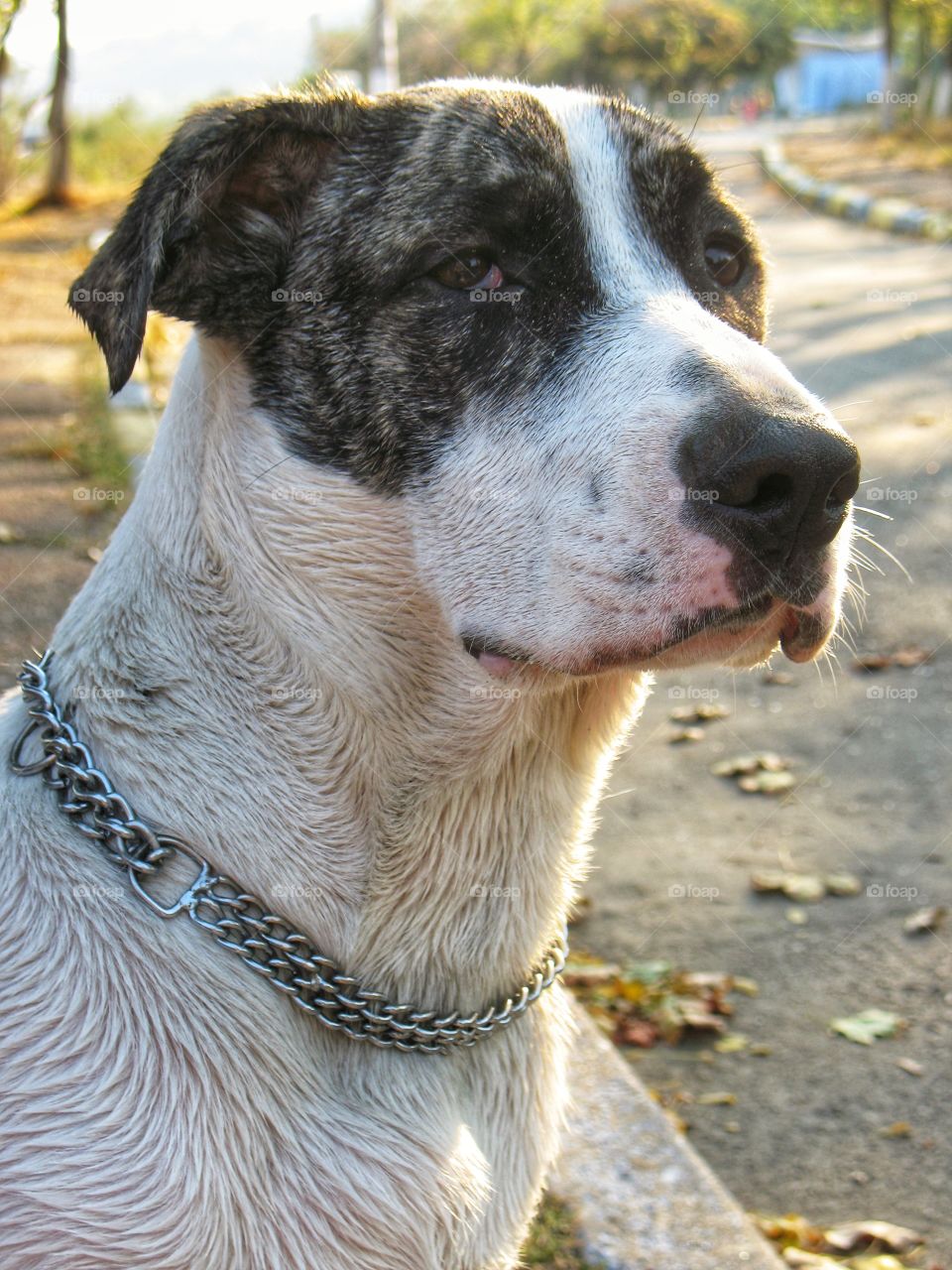 portrait of a wet dog портрет мокрой собаки
