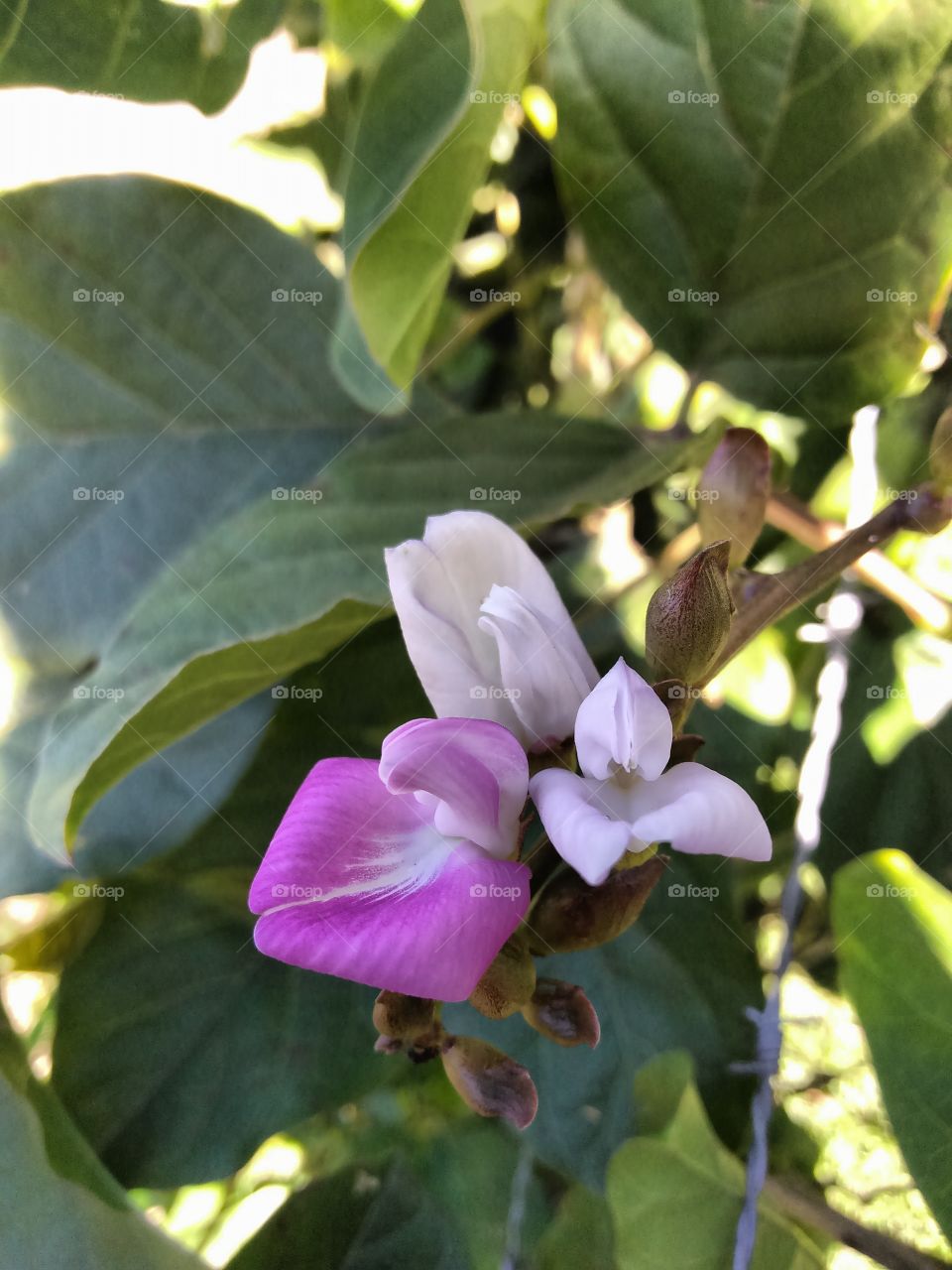 flor de uma planta de favas.