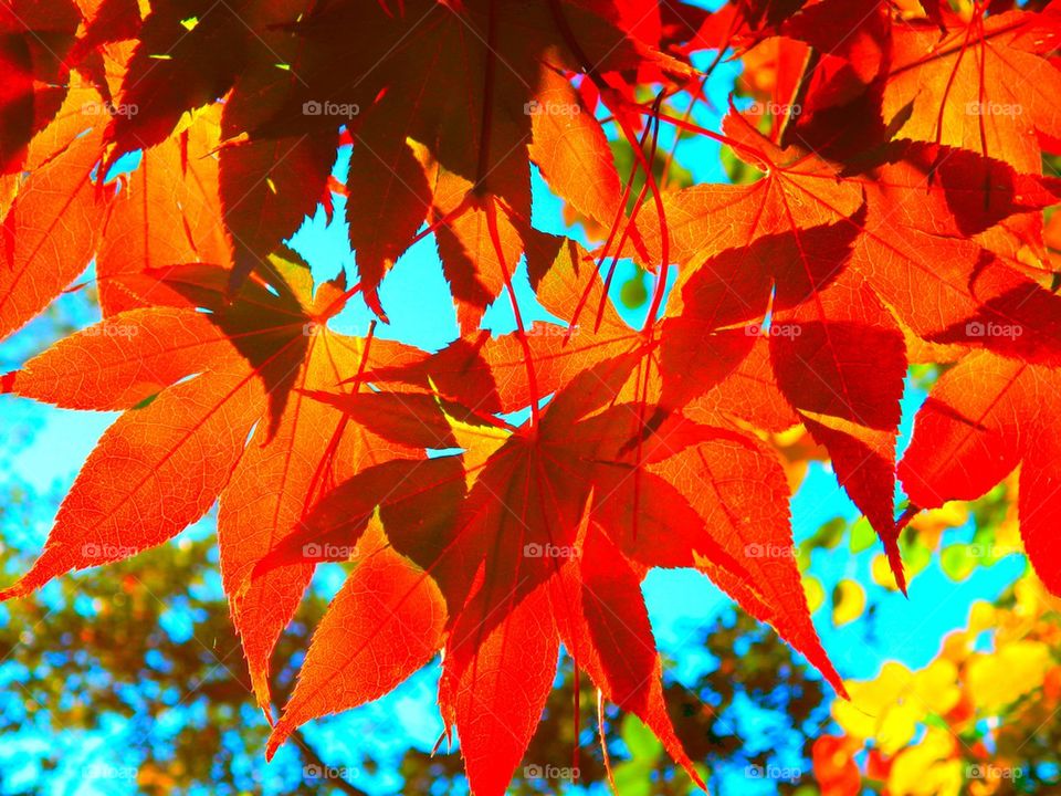 Close-up of autumn bright leaves