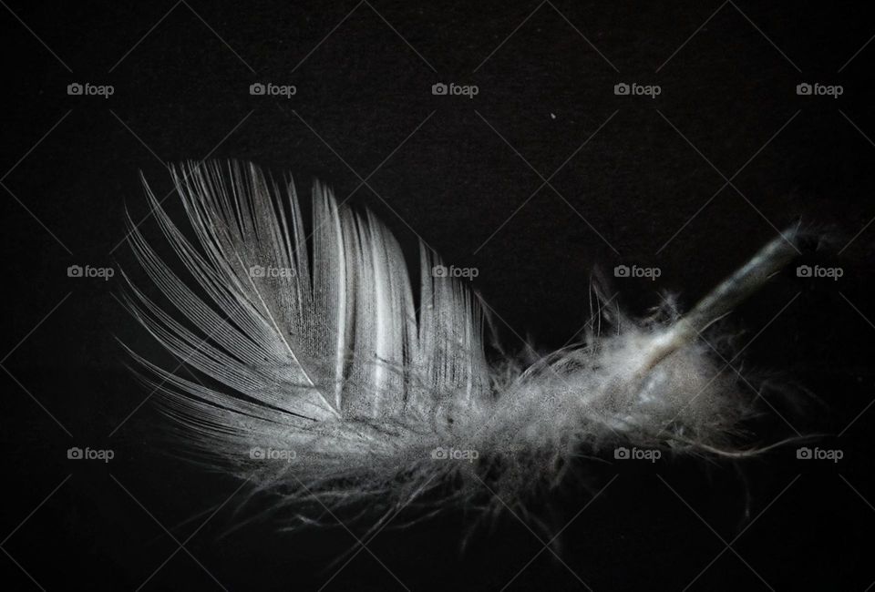 White feather on a black background.