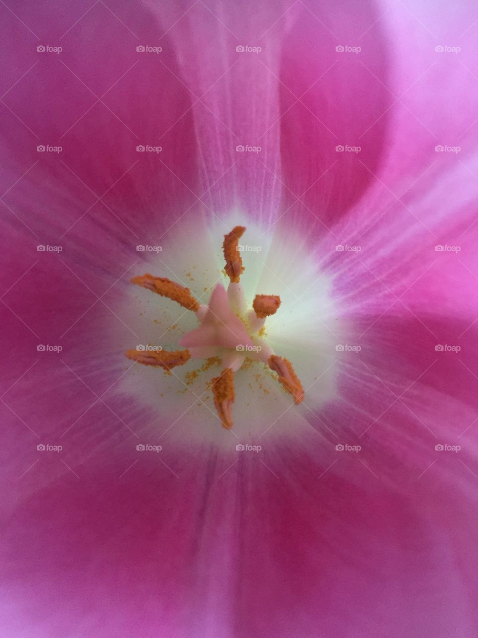 Tulip