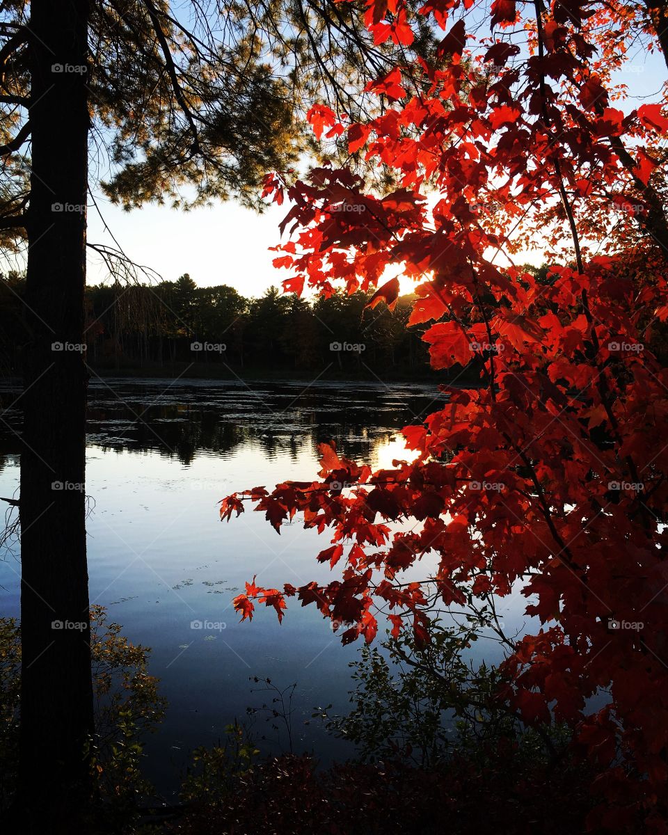 Fall foliage