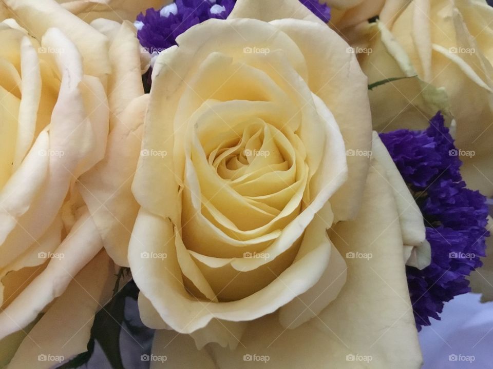 Yellow rose