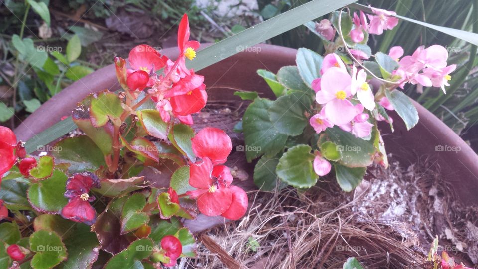 potted red and pink flowers on my doorstep