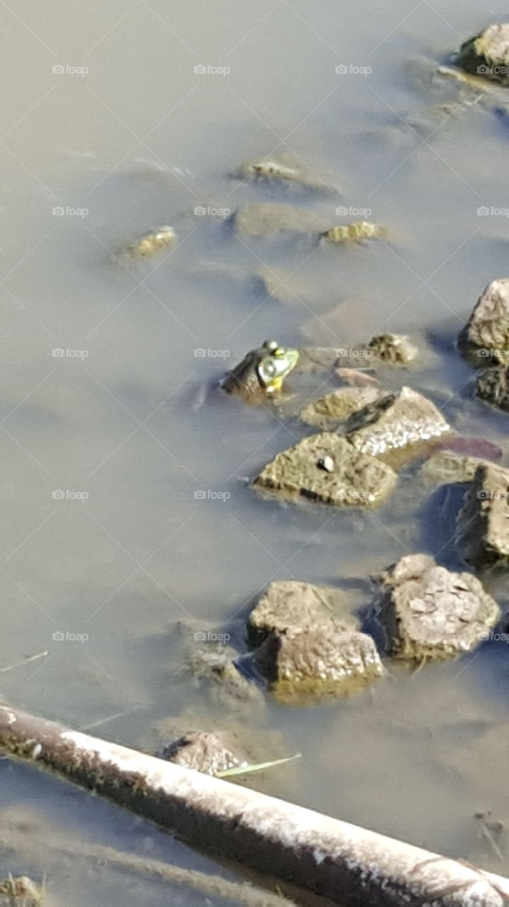 frog in a pond