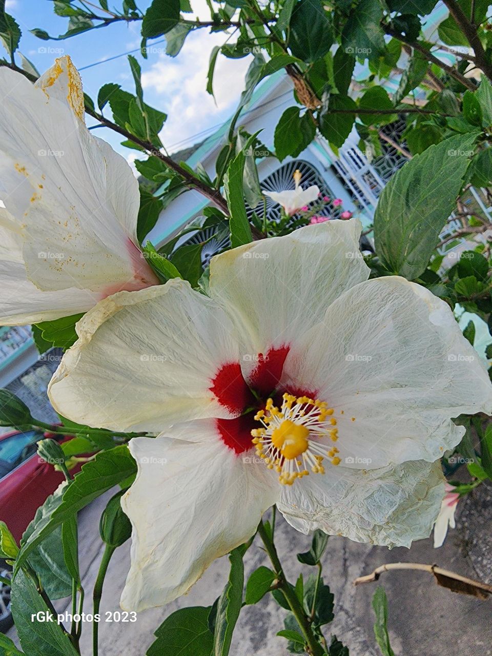 white with red in the middle