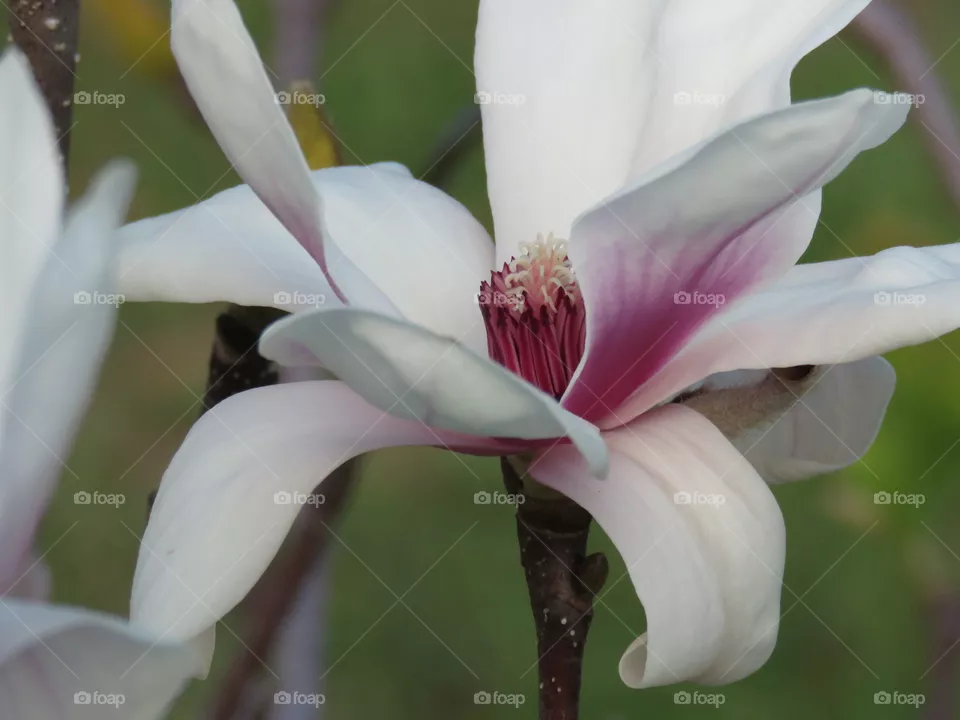 Fall bloom
