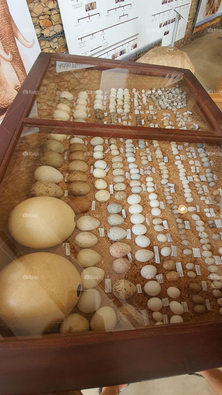 Various eggs from different kinds of birds.