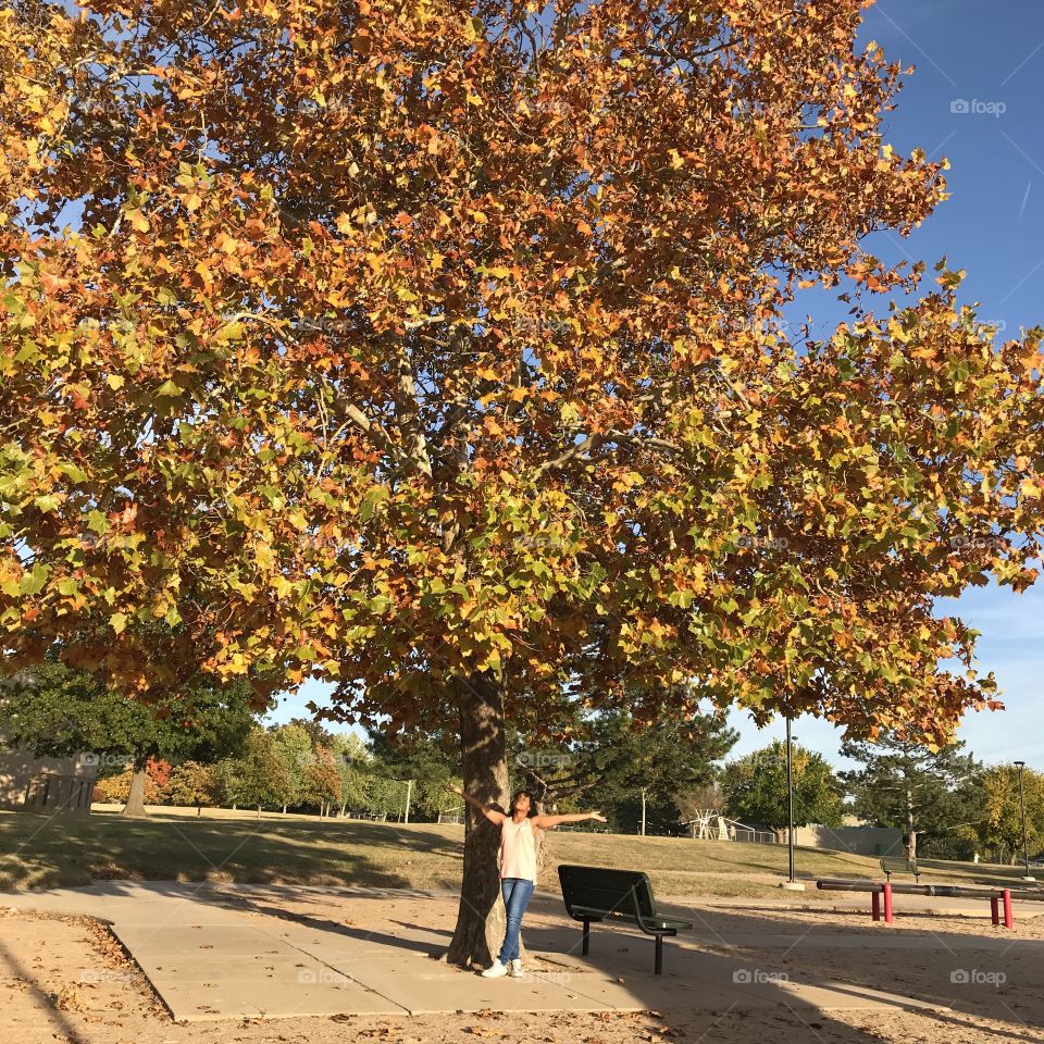 Lovely Autumn Tree