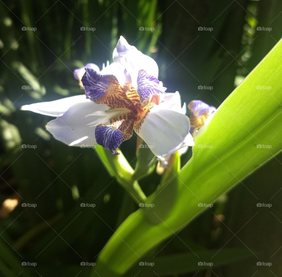 white iris and plants
