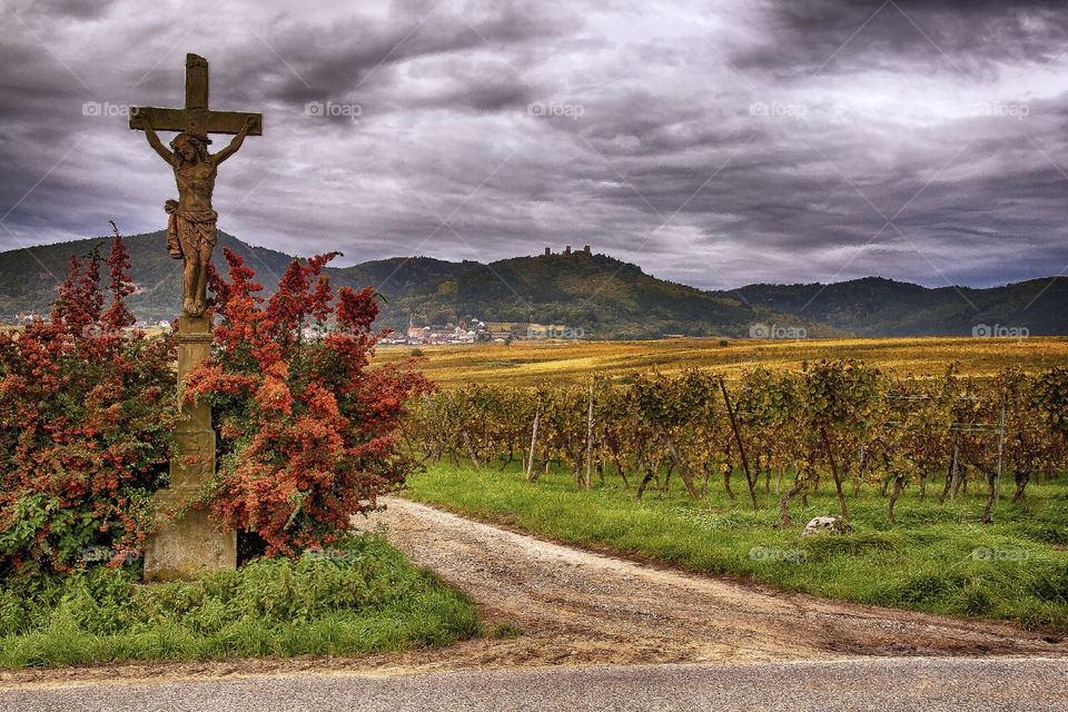 vineyards in alsac