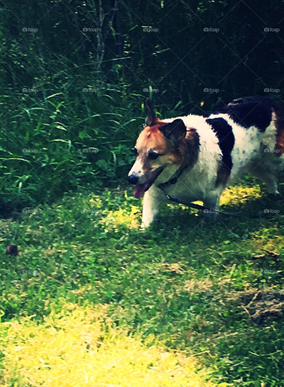 Gunner the dog having a fun run