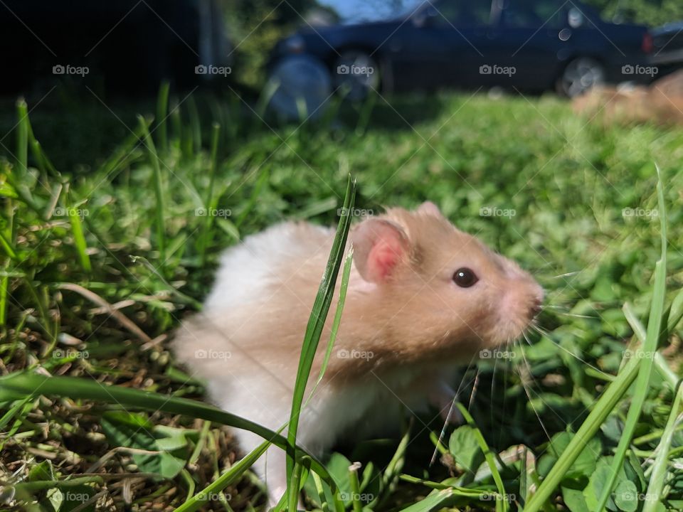 photo of long hair hamster