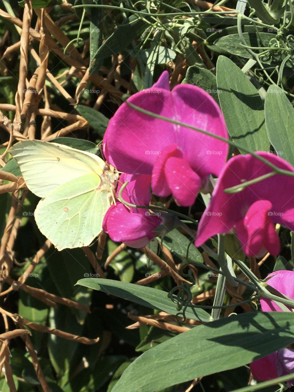 Butterfly on sweet Pea