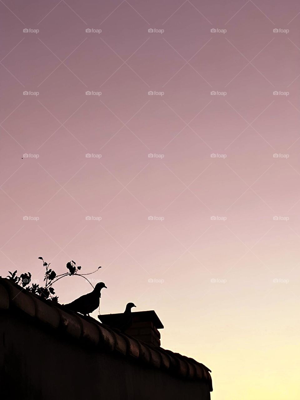 Pôr do sol com pombas