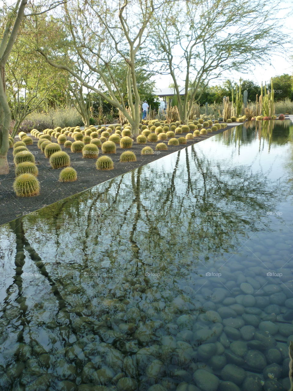Reflection of barrel cacti at Sunnylands