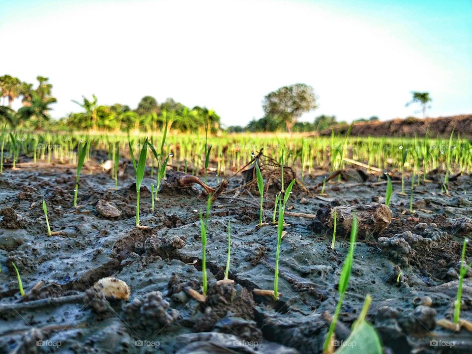 rice drop . little rice drop,  growing abstract 