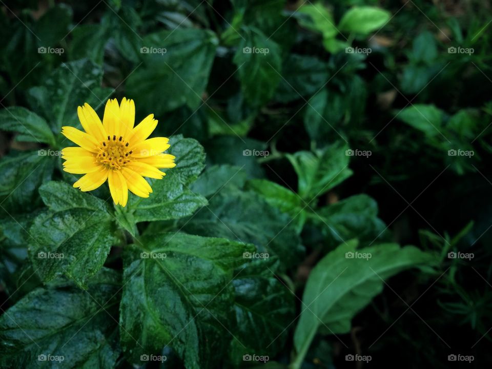 yellow flower with green leaves blur background 