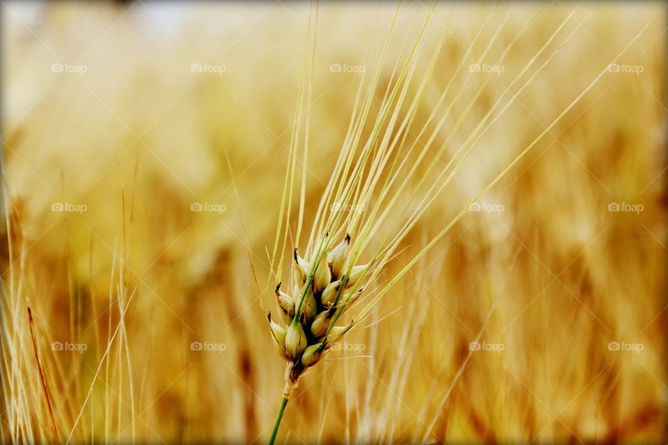 Grain in the field