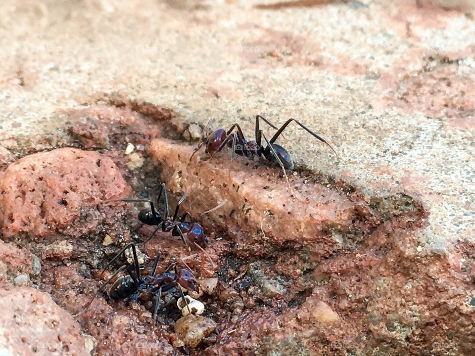Large worker ant closeup
