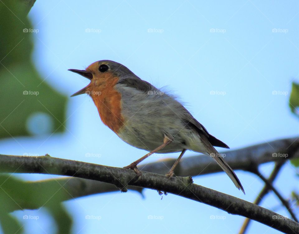 Singing