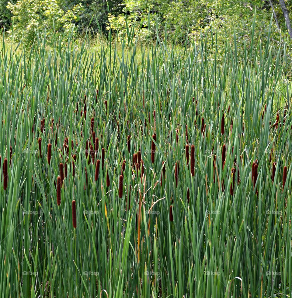 
Cattail towering other vegetation in the pond. The lower parts of the leaves can be used in a salad; the young stems can be eaten raw or boiled; the young flower can be roasted. For the brave and adventurous.