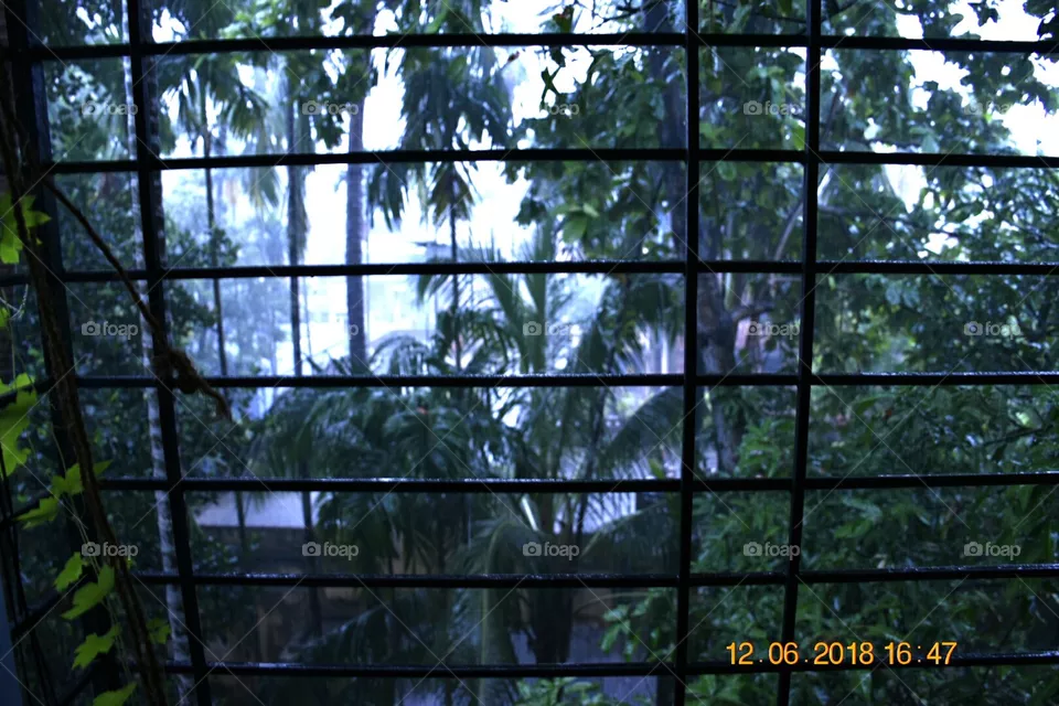 rain
