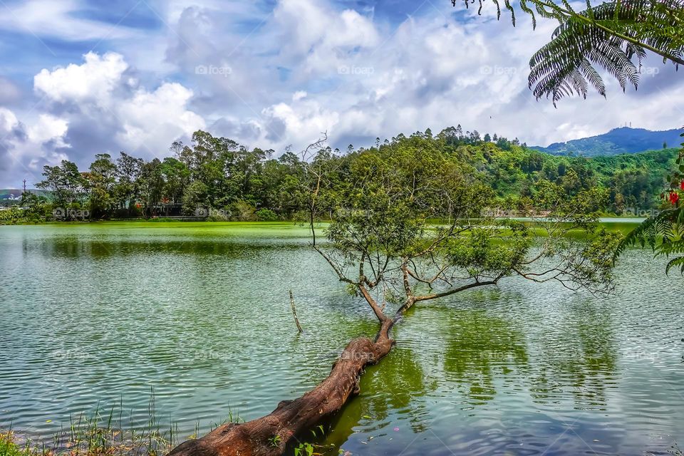 An exotic lake with a dazzling green expanse