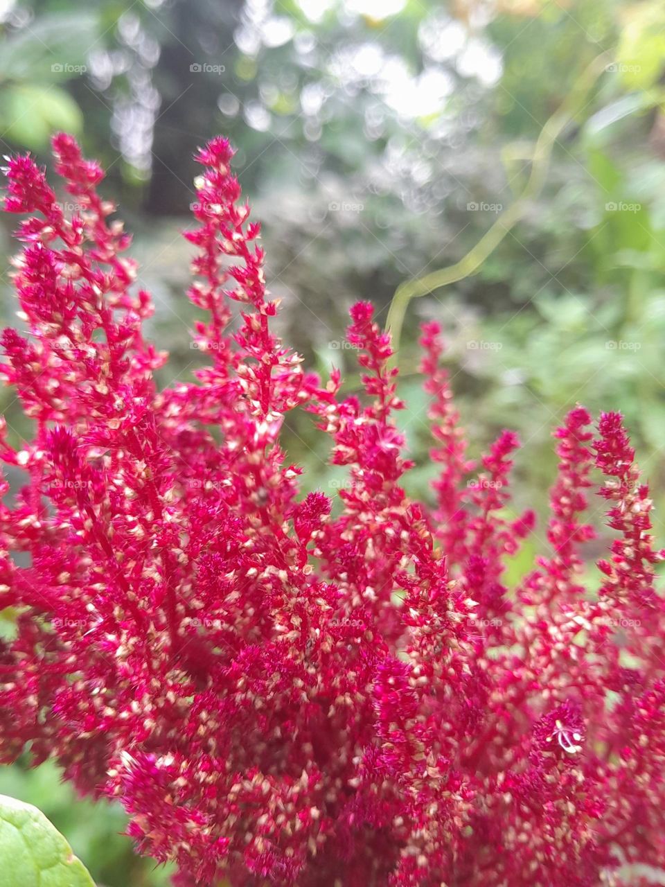 Amaranthus hypochondriacus is an ornamental plant commonly known as Prince-of-Wales feather or prince's-feather. 