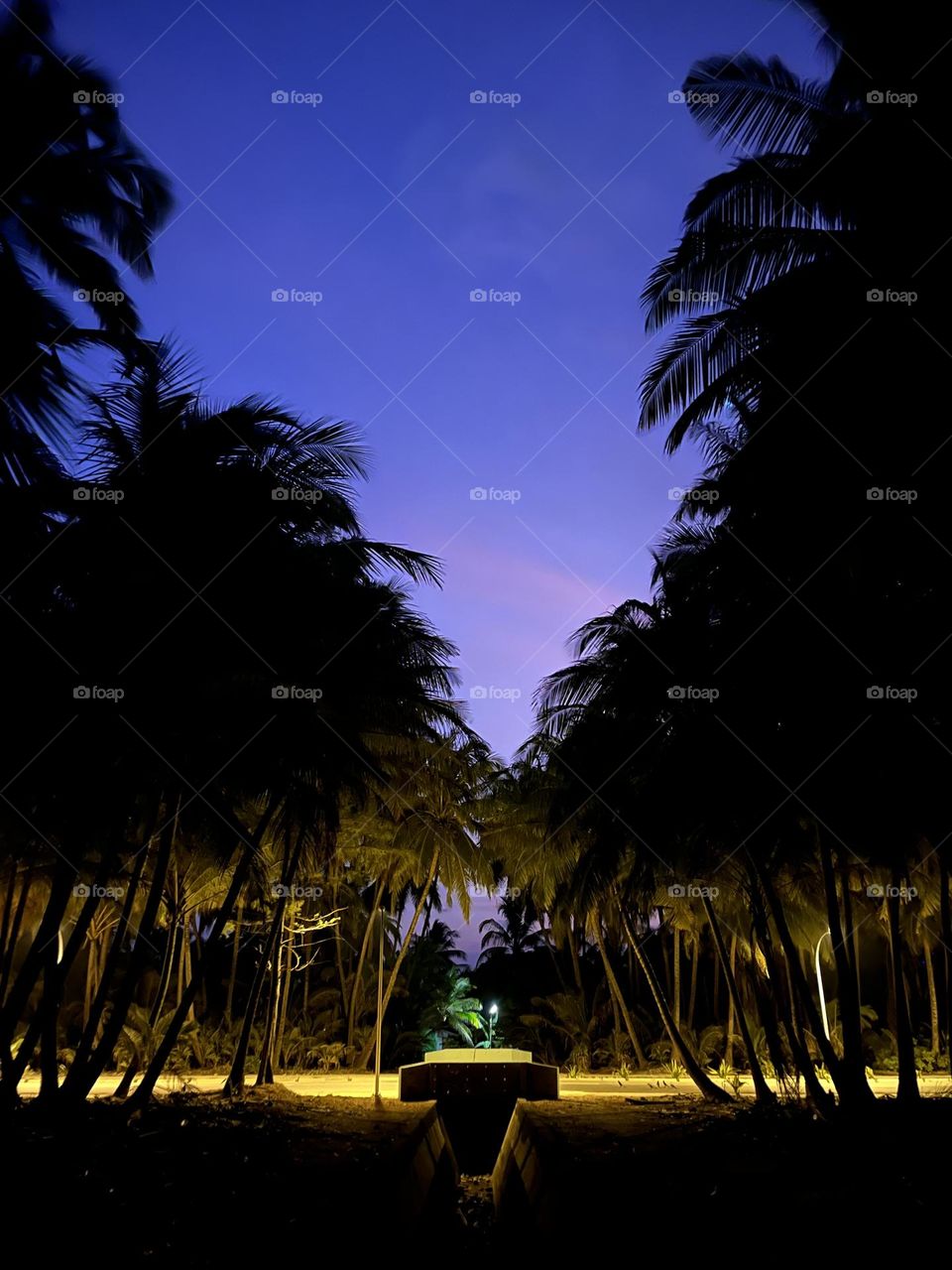 Coconut palms by the sides of waterway joins to create a triangular design on the sky just before day breaks. Dhadimagu, Fuvahmulah, Maldives