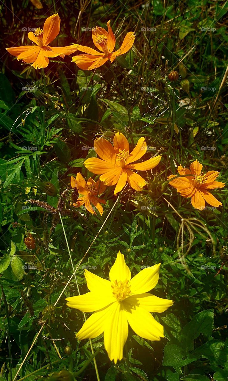 wild flower in beautiful yellow and orange color, perfect design from nature.