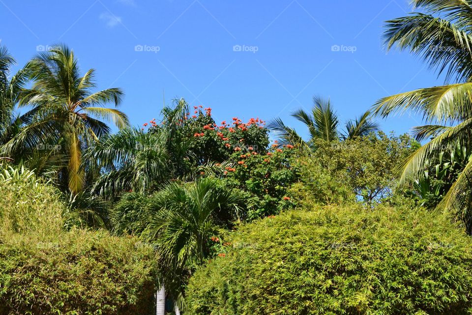 Punta Cana Palm trees and sky