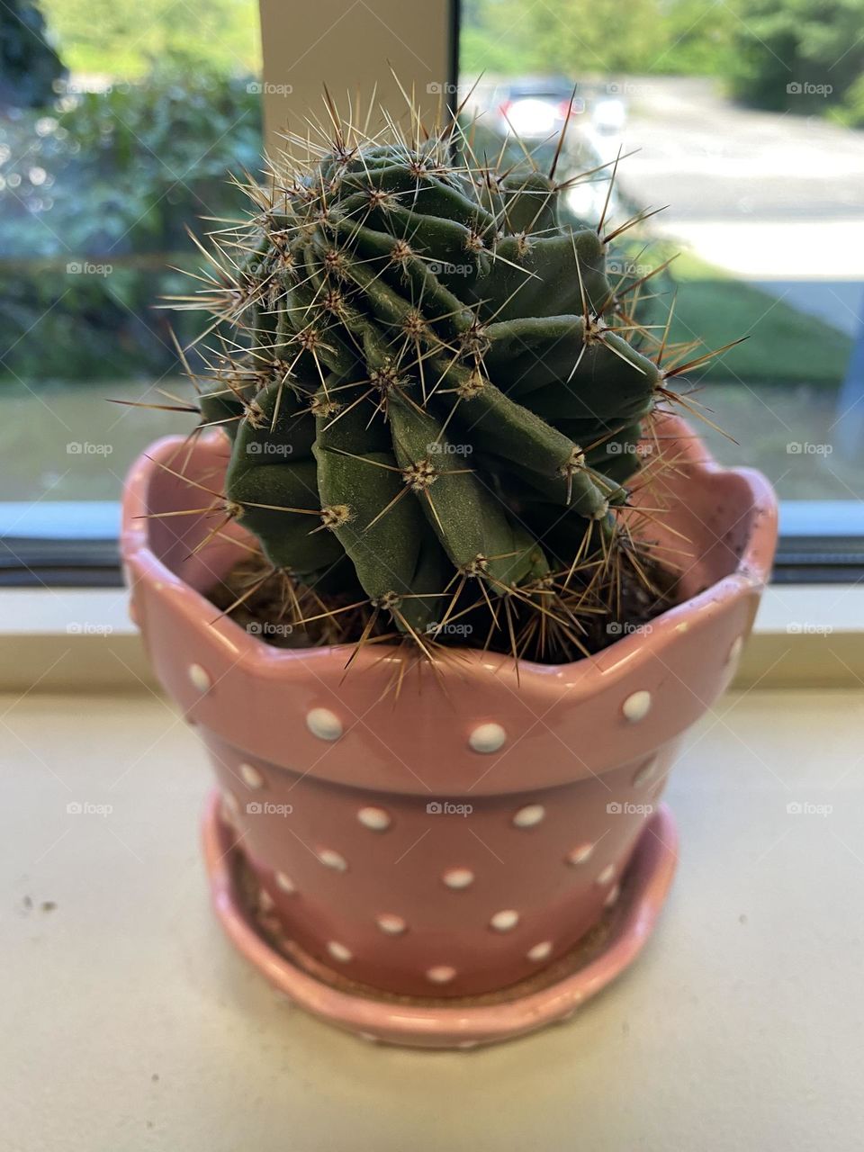 Cactus 🌵