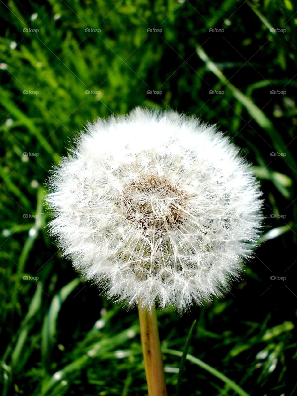 dandelion fluffy ball
