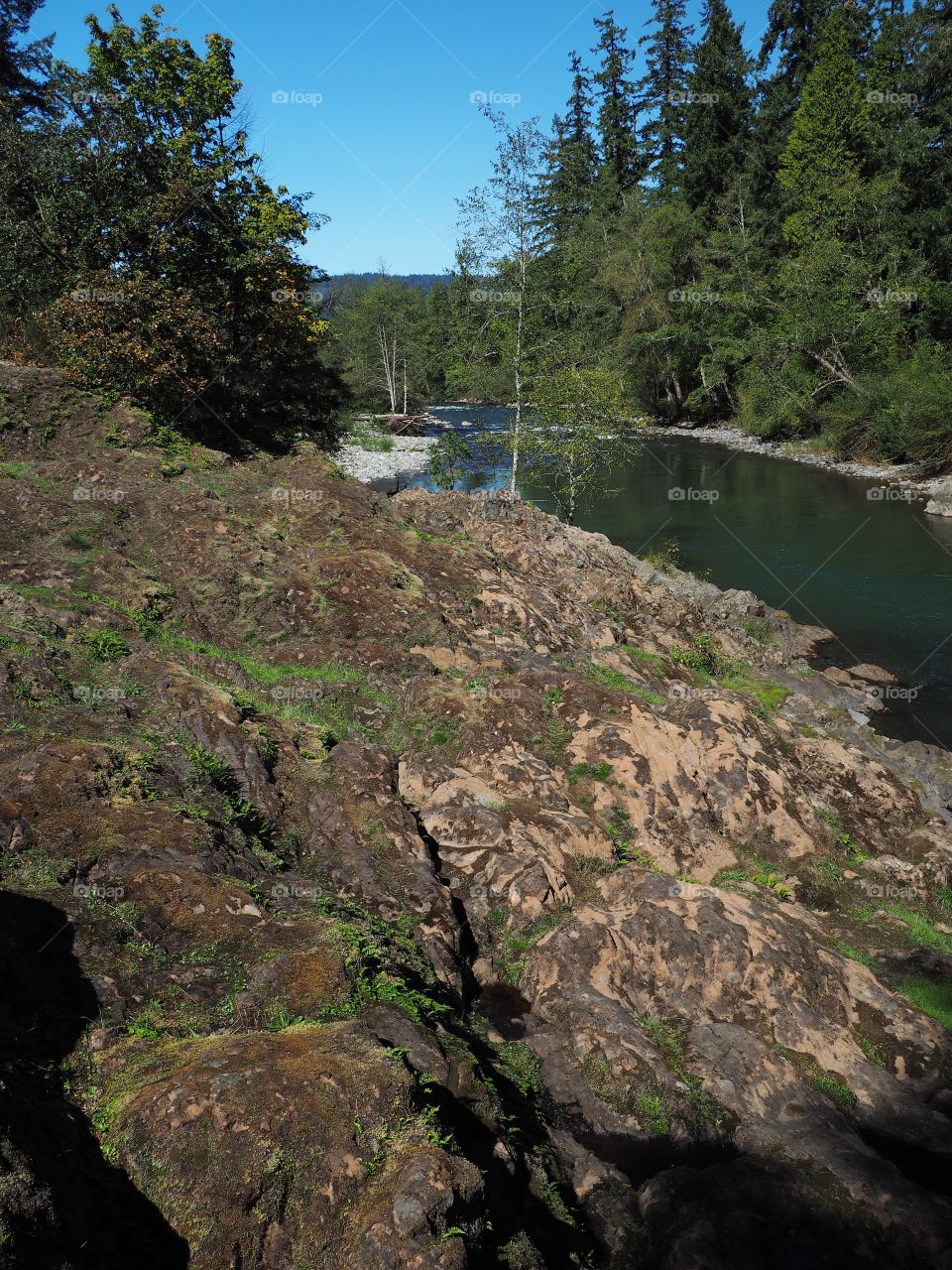 The rocky and rugged shores of the Middle Fork of the Willamette River near Oakridge Oregon filled with trees transitioning to their fall colors on a beautiful sunny day.