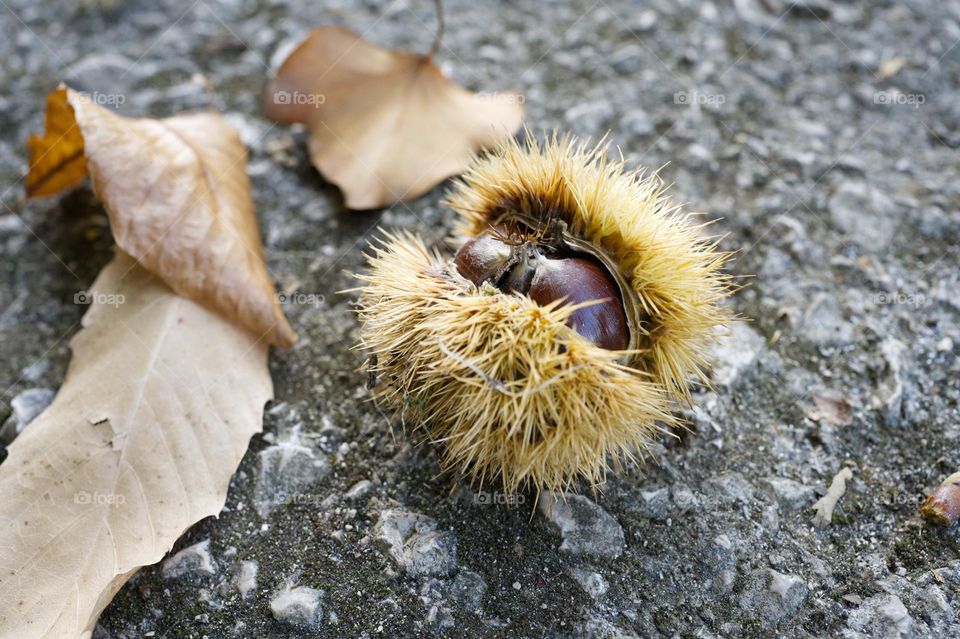 chestnuts protagonists of autumn