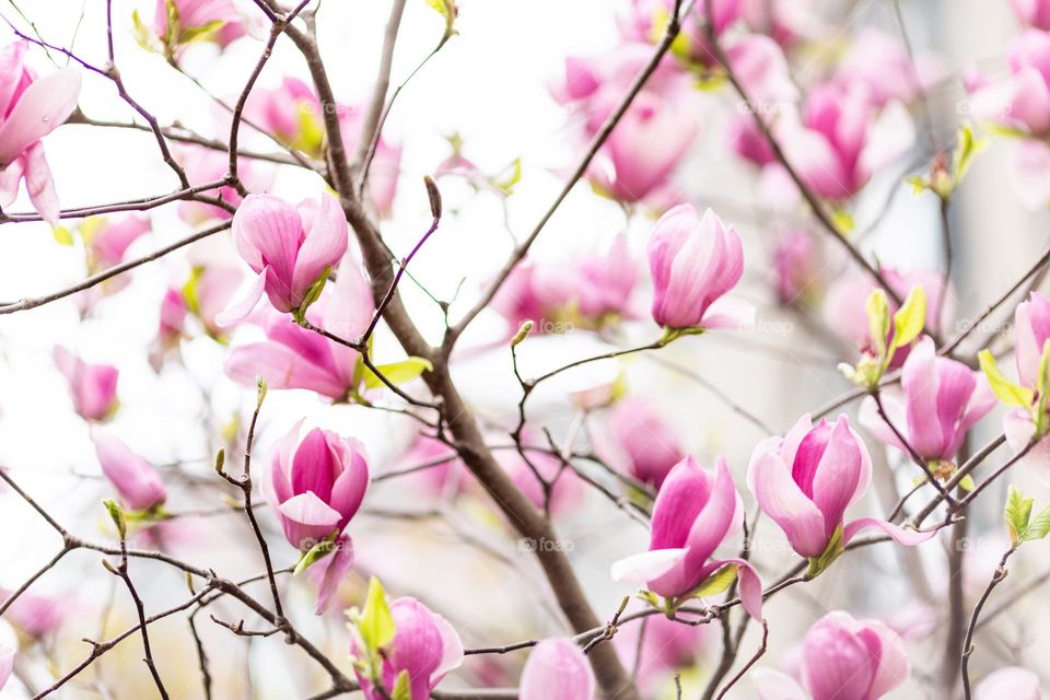 Blooming magnolia tree 