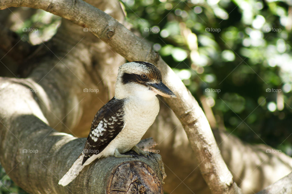 Kookaburra sits in the tree