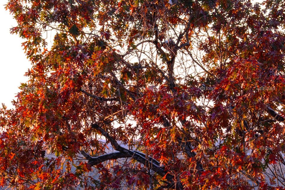 The last tree with its fall colors 