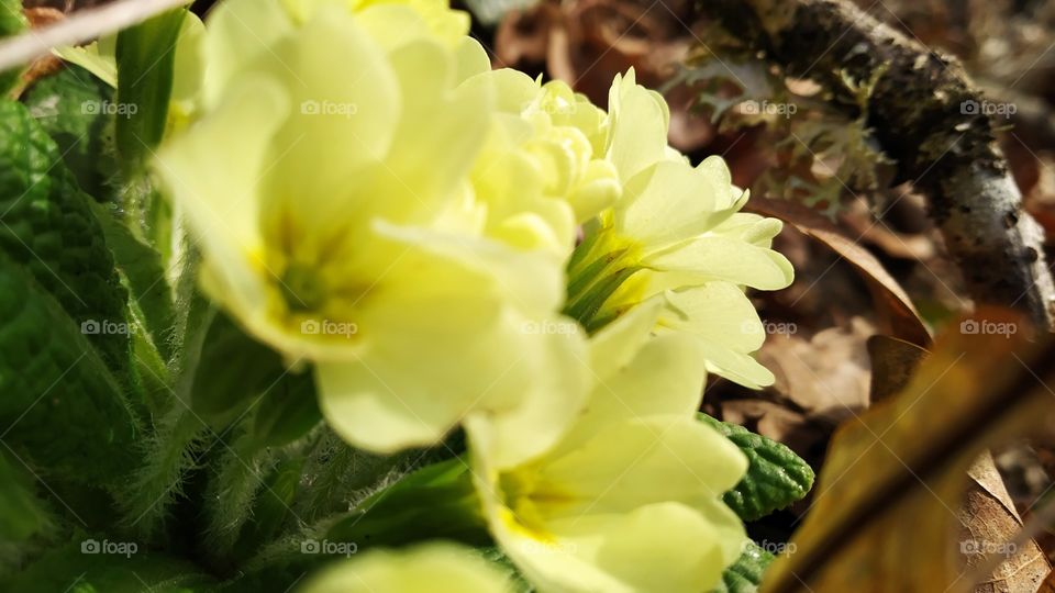 yellow primrose blooms on the forest ground