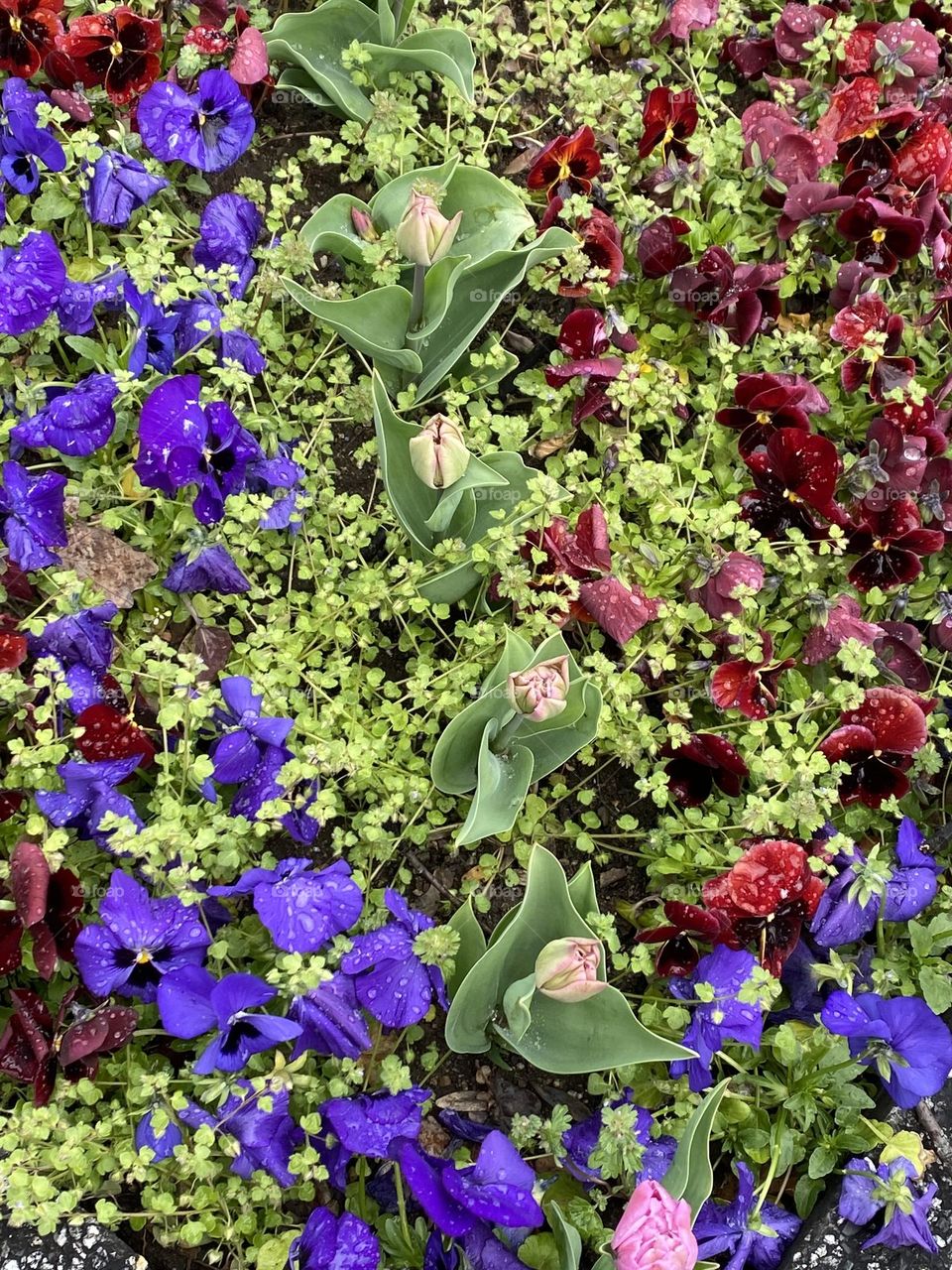 Colourful spring flowers in the garden 