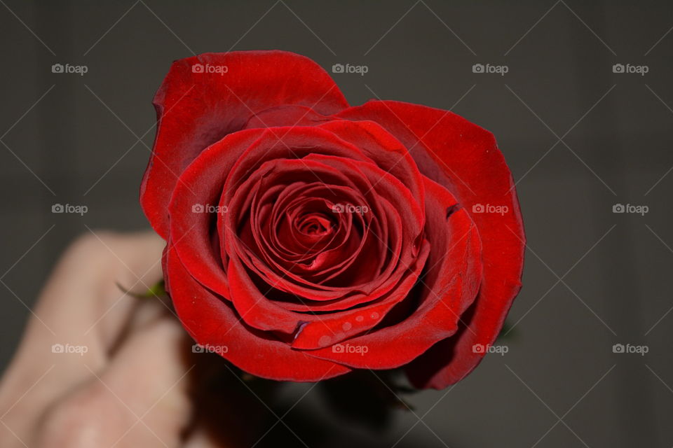 Rose, Flower, Love, Romance, Wedding