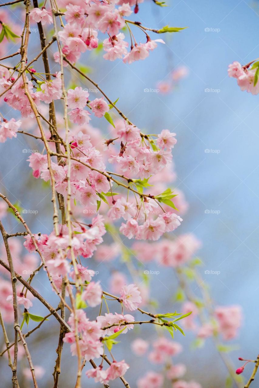 Springtime blooms 